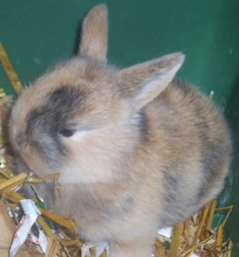 Hamish