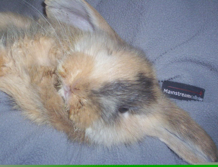 Hamish