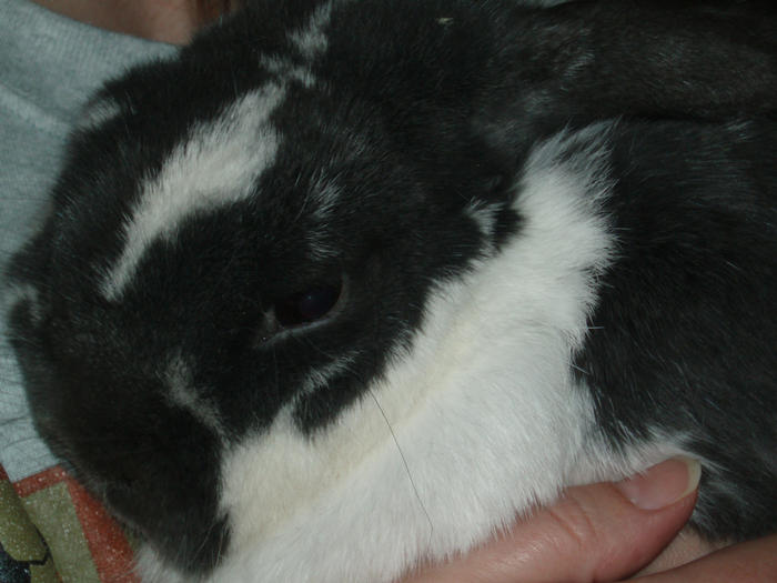 Amos