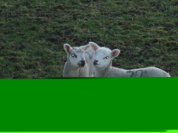 Lambs